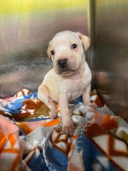 Mixed Breed Dogs Available for Adoption - Jimmy | PetCurious