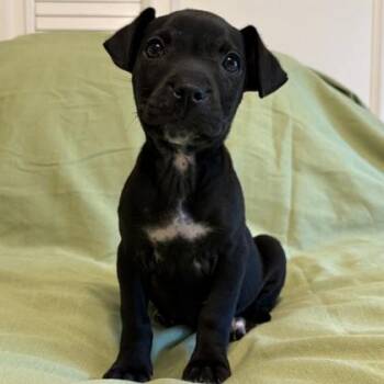 Mixed Breed Dogs Available for Adoption in Wilmington Island, Georgia - Phillips | PetCurious