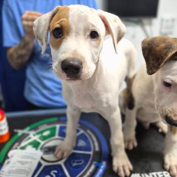 Hound Dogs Available for Adoption in Wahiawa, Hawaii - Taurus | PetCurious