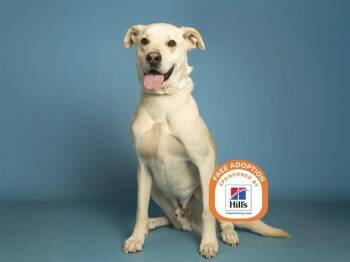 Husky and Labrador Retriever Dogs Available for Adoption - SARGE | PetCurious