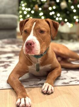WESLEY -  American Staffordshire Terrier Dog for Adoption in Huntington, New York - WESLEY | PetCurious