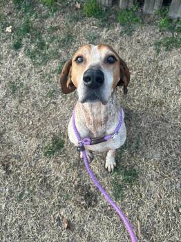 Hound and Coonhound Dogs Available for Adoption - Loretta | PetCurious