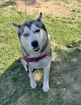 Husky Dogs Available for Adoption in Owensboro, Kentucky - KODIAK!! | PetCurious
