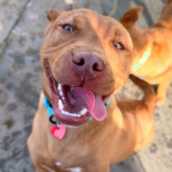 Mixed Breed Dogs Available for Adoption - Dewey | PetCurious