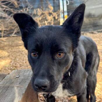 Labrador Retriever and Border Collie Dogs Available for Adoption - Elijah | PetCurious
