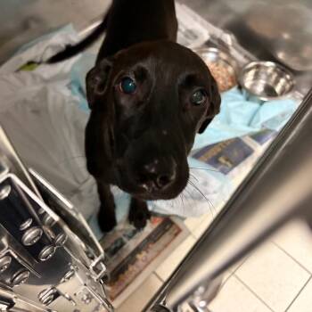Lily Lady -  Mixed Breed Dog for Adoption in Charleston, West Virginia - Lily Lady | PetCurious