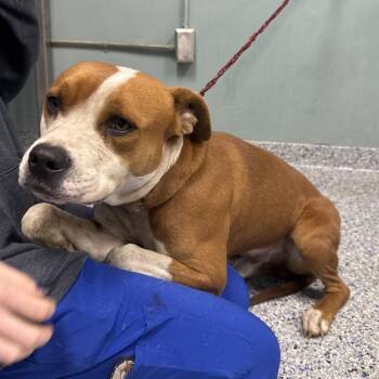 American Staffordshire Terrier Dogs Available for Adoption - Brisco | PetCurious