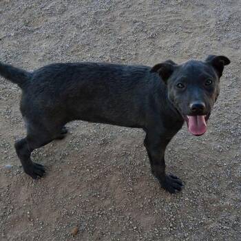 December -  Labrador Retriever Dog Available for Adoption in Kingman, Arizona - December | PetCurious