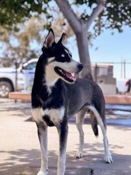 Shepherd and Husky Dogs Available for Adoption in Twentynine Palms, California - Janet Wood | PetCurious