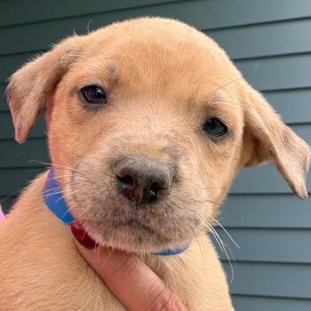 Leonard - green -  Boxer and Catahoula Leopard Dog Dog for Adoption in Greenfield, Indiana - Leonard - Green | PetCurious