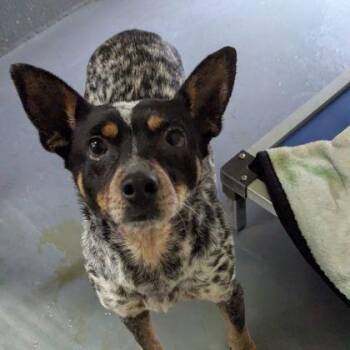 Australian Cattle Dog Blue Heeler Dogs Available for Adoption in Ithaca, New York - Cricket | PetCurious