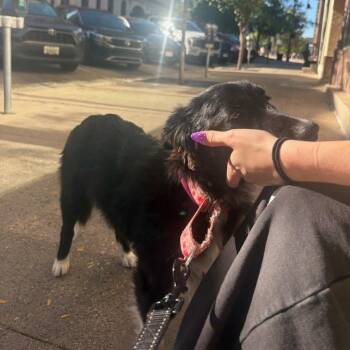 Smidge -  Australian Shepherd and Mixed Breed Dog for Adoption in Madison, Wisconsin - Smidge | PetCurious