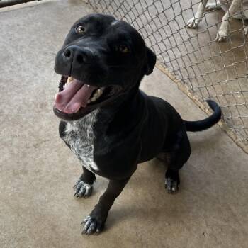 Sam -  Australian Cattle Dog Blue Heeler and Pit Bull Terrier Dog for Adoption in Stephenville, Texas - Sam | PetCurious