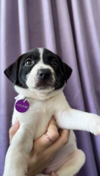 Opal -  Basenji and Pit Bull Terrier Dog for Adoption in West Hollywood, California - Opal | PetCurious