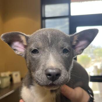 Zafira -  Mixed Breed Dog for Adoption in Palm Springs, California - Zafira | PetCurious