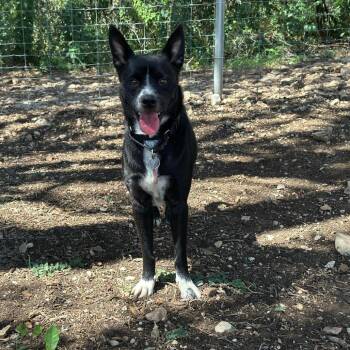 Rescue Australian Kelpie Dogs for Adoption in Seguin, Texas - Cooper | PetCurious