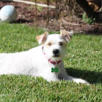 Millie -  Terrier Dog for Adoption in San Diego, California - Millie | PetCurious