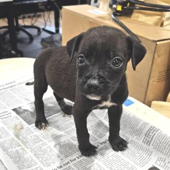 Rescue Mixed Breed Dogs for Adoption in Manalapan Township, New Jersey - Luna | PetCurious