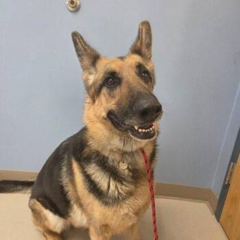 Cheyenne -  German Shepherd Dog Dog for Adoption in Grand Junction, Colorado - Cheyenne | PetCurious