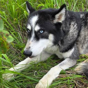 Husky Dogs Available for Adoption in Warrensburg, Missouri - Rorschach | PetCurious