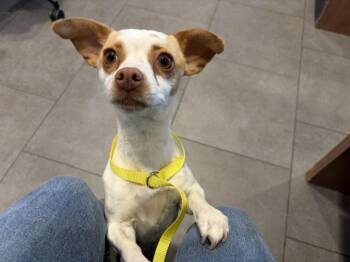 MISS MOLLY -  Chihuahua Dog for Adoption in Loveland, Colorado - MISS MOLLY | PetCurious