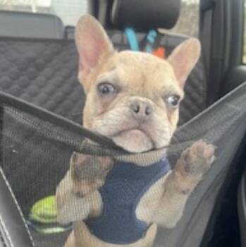 French Bulldog Dogs Available for Adoption in Rochester, New York - Biscotti | PetCurious
