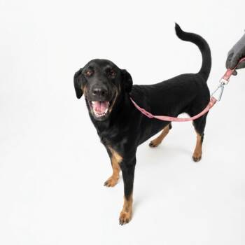 Alan -  Black And Tan Coonhound Dog for Adoption in Seguin, Texas - Alan | PetCurious