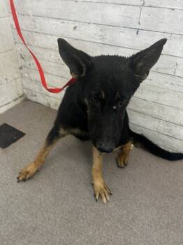 Rescue German Shepherd Dog Dogs for Adoption in San Bernardino, California - ABEJA | PetCurious