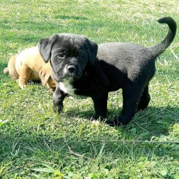 Labrador Retriever Dogs Available for Adoption in Aurora, Indiana - Coco Pups : Colette | PetCurious