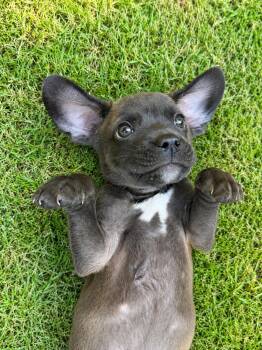 Tucker -  Terrier and Chihuahua Dog for Adoption in Park Forest, Illinois - Tucker | PetCurious