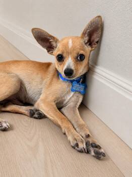 Robin -  Chihuahua Dog for Adoption in Las Vegas, Nevada - Robin | PetCurious
