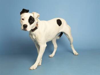 Pit Bull Terrier Dogs Available for Adoption in Phoenix, Arizona - LOVEY | PetCurious