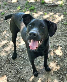 Labrador Retriever Dogs Available for Adoption in Liberty Center, Ohio - Onyx | PetCurious
