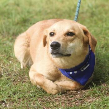 Lyric -  Labrador Retriever Dog for Adoption in Columbia, South Carolina - Lyric | PetCurious