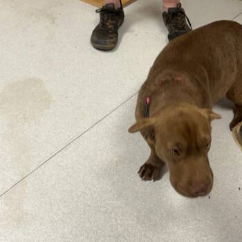Em-Jay -  Basset Hound Dog for Adoption in Lakehead, California - Em-Jay | PetCurious