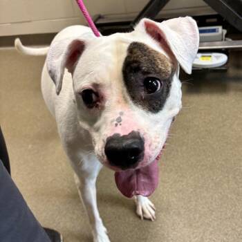 Sapphire -  Boxer and Mixed Breed Dog for Adoption in Council Bluffs, Iowa - Sapphire | PetCurious