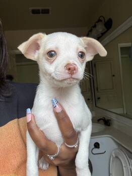 Chihuahua Dogs Available for Adoption - Coconut | PetCurious