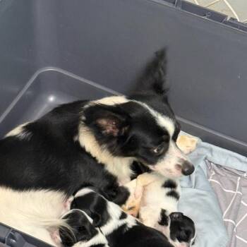 Dot -  Chihuahua Dog for Adoption in Wahiawa, Hawaii - Dot | PetCurious