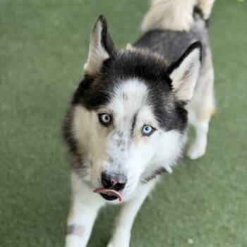 Max -  Siberian Husky Dog for Adoption in Sacramento, California - Max | PetCurious
