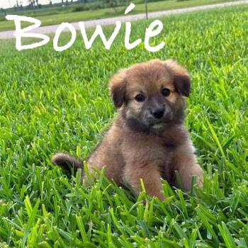 Bowie -  Golden Retriever and German Shepherd Dog Dog for Adoption in Plainfield, Connecticut - Bowie | PetCurious