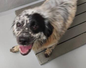 No Creek Rd 1(Pumpkin) -  Australian Shepherd Dog Available for Adoption in Mocksville, North Carolina - No Creek Rd 1(Pumpkin) | PetCurious