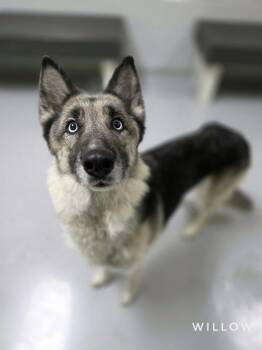 Rescue Siberian Husky and German Shepherd Dog Dogs for Adoption in Topeka, Kansas - Willow | PetCurious