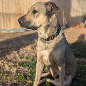 German Shepherd Dog and Mixed Breed Dogs Available for Adoption in Salt Lake City, Utah - Poblano | PetCurious
