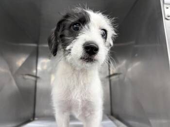 CAPTAIN JACK -  Terrier Dog for Adoption in San Bernardino, California - CAPTAIN JACK | PetCurious