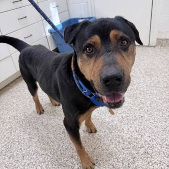 Mixed Breed Dogs Available for Adoption - Garth | PetCurious