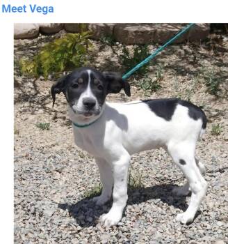 Vega -  German Shorthaired Pointer Dog for Adoption in Salt Lake City, Utah - Vega | PetCurious