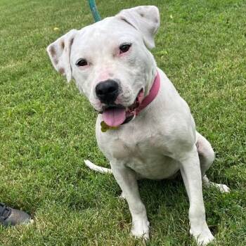 Donut -  Pit Bull Terrier Dog for Adoption in Chelmsford, Massachusetts - Donut | PetCurious