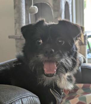 Rescue Shih Tzu Dogs for Adoption in Merrill, Wisconsin - Nugget | PetCurious