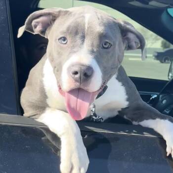 American Staffordshire Terrier Dogs Available for Adoption in Midland, Texas - Sky | PetCurious