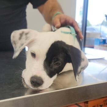 Patches -  Jack Russell Terrier and Terrier Dog for Adoption in Inez, Texas - Patches | PetCurious